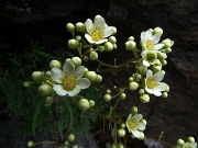 63 Saxifraga caesia...